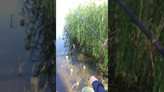 КРАСНЯНСКИ МОНСТРЫ.СЛОВИЛ НОВЫЙ ВИД ОКУНЯ! ОКУНЬ "ЗАТОЧКА"- 1 СЕРИЯ,СЕЗОН 1. смотреть онлайн