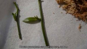 Орхидея отцвела что делать со стрелкой: варианты ухода и обрезки