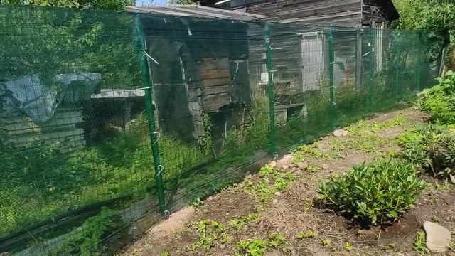 07.08.22.Дача..повесили сетку на забор.. Тыква выросла огромная.. смотреть онлайн