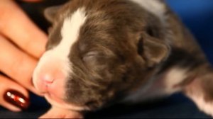 щенки амстаффа продаются