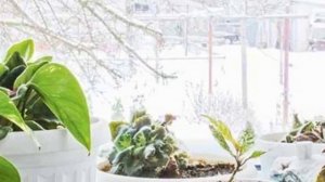 Секреты ухода за комнатными растениями.