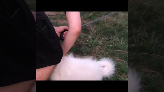 Самые красивые и милые собачки в мире это Самоедики ❤️??