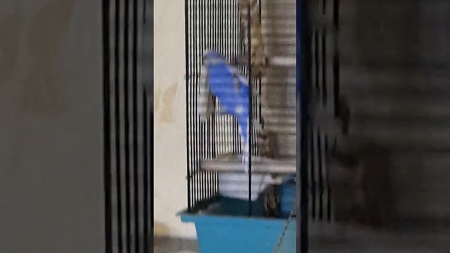 Серёжа в клетку грызет баловался смотреть онлайн