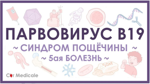 Парвовирус - симптомы, диагностика, лечение