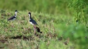 Восхитительные оркестровые мелодии всех времен!