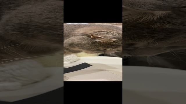 Пуша и статуэтка