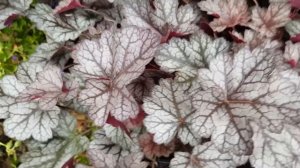 Heuchera 'Glitter'