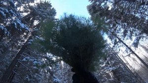 ПИХТОВЫЕ ВЕНИЧКИ!!! СБОР ВЯЗКА!!! #70