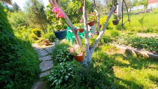 ПРОГУЛКА по УЧАСТКУ | зацвели ПИОНЫ и РОЗЫ | много ПЕТУНИИ
