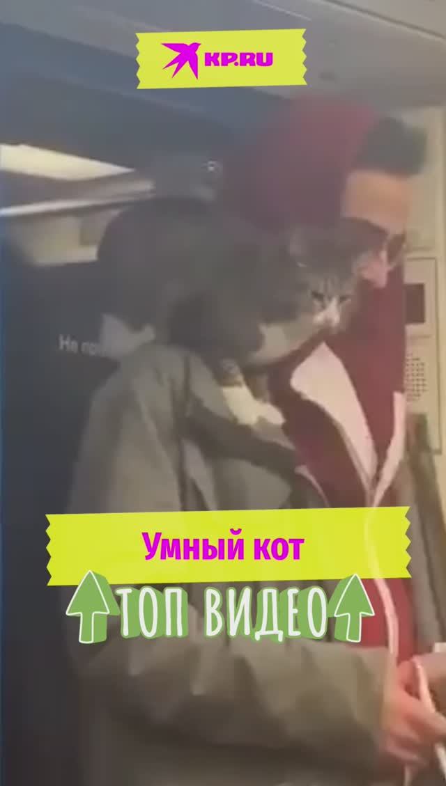 Умный кот