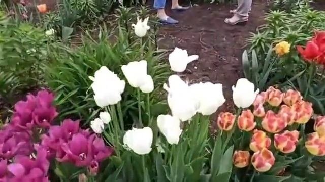 Многоцветковые тюльпаны