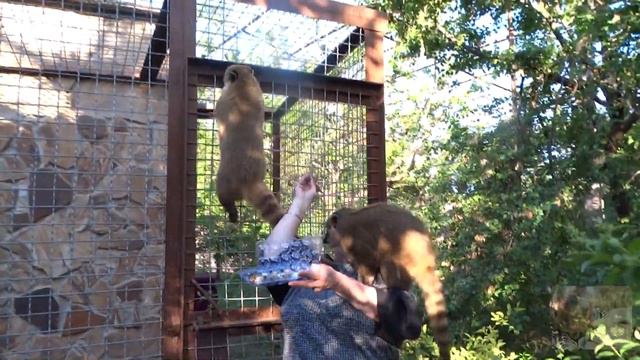 Как носухи меня в полет провожали.As nosuhi saying goodbye to me смотреть онлайн