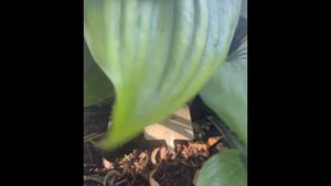 Hosta Gooseberry Sundae (Хоста Гусберри Сандей)