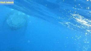 ПРЕКРАСНЫЙ СИНИЙ КИТ В ОКЕАНЕ- ГЛАЗАМИ ЛЮДЕЙ- Blue whale in ocean