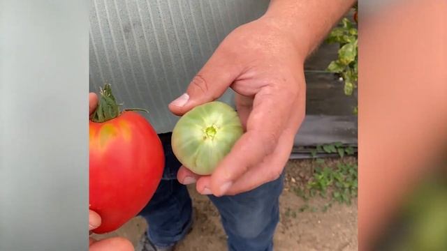 Желтые пятна на помидорах. Проблема или нет? смотреть онлайн