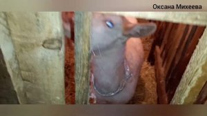 Обезвоживание козы резинками .