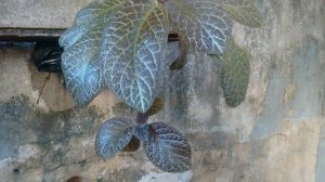 🌵   Tapete-de-rainha ,  (Episcia cupreata).