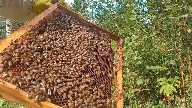 Дачная пасека #111 Как развилась семья с ИО маткой за август месяц в Вологодской области смотреть онлайн