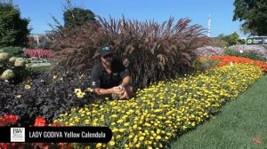 Dig Deep: LADY GODIVA Yellow Calendula