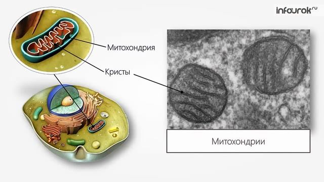 Биология 9 класс анатомия