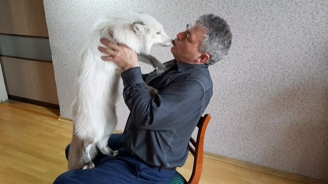 Тискаем лису смотреть онлайн