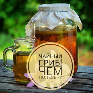 Чайный гриб - Комбуча!