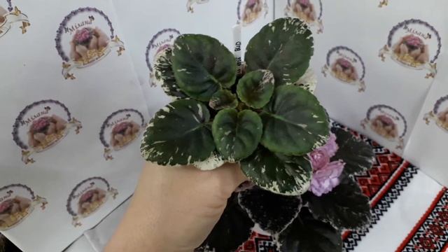 Фіалка Rebel's Rose Bud (Бутони Роз), огляд сорту смотреть онлайн