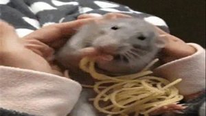 Песенка о крысе / World rat day