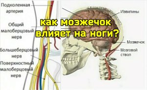 Компрессия большеберцового нерва не даёт жить мозгу и суставам ног. Методы укрепления червя мозжечка