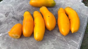 Томат СИБИРСКИЕ БАНАНЫ. Сорт у которого самые длинные плоды!