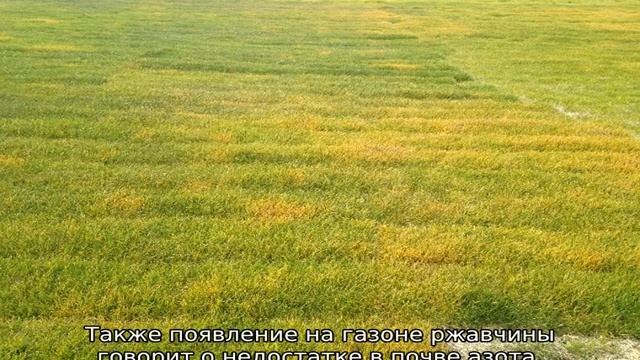 Почему желтеет и сохнет газон