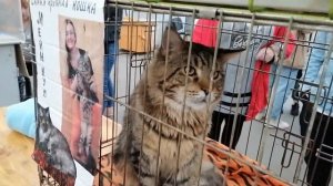 Кондратьевский рынок СПб