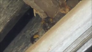 Как ШЕРШНИ устроили гнездо в недоступном месте под крышей.