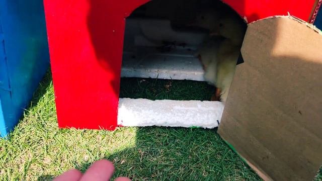 World Cute Chickens, Colorful Chickens, Rainbows Chickens, Cute Ducks, Cat, Rabbits, Cute Animals 🔲
