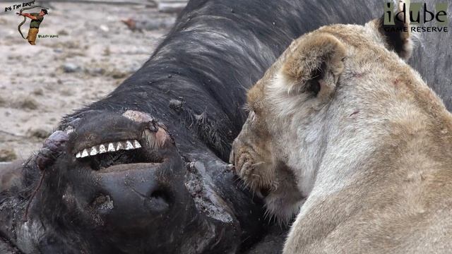 Daughters Of The Mapogo Lions - Rebuilding The Othawa Pride - 138: Lone Lioness Eats A Buffalo смотреть онлайн