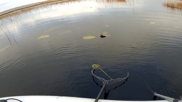 Ловля леща на спиннинг смотреть онлайн