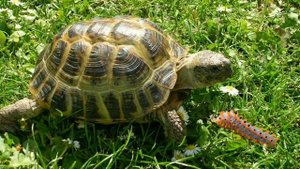 Притча "Гусеница"