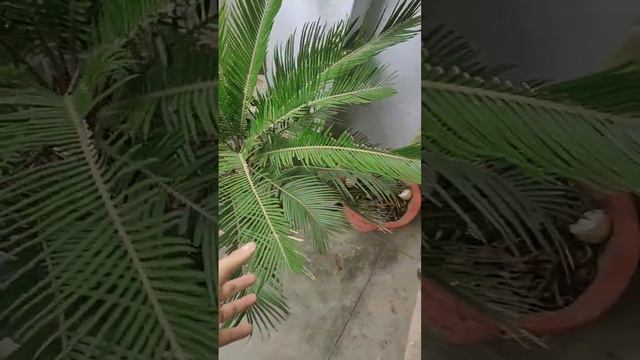 cycas plant bahut hi Hardy plant hota hai.  साइकस plant ko Apne garden mein jarur grow Karen.