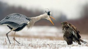 ЦАПЛЯ В ДЕЛЕ... Цапля проглатывает кроликов и сражается с хищниками!