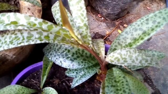 #LedebouriaSocialis LEDEBOURIA SOCIALIS/Cuidados Básicos/ @Enamoradodelasplantas смотреть онлайн