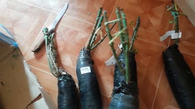 Долина растений Беларусь смотреть онлайн