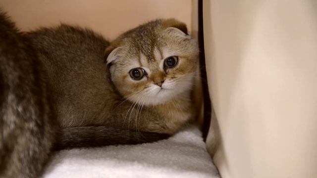 Шотландская вислоухая кошка - рассказ о породе, особенное лицо - беби фейс
