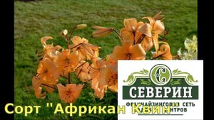 Шикарные сорта лилий в продаже на осень