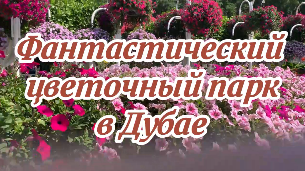 ФАНТАСТИЧЕСКИЙ ПАРК РАСЦВЁЛ В ПУСТЫНЕ смотреть онлайн