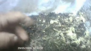 Результат нахождения червя в новом субстрате с опилками