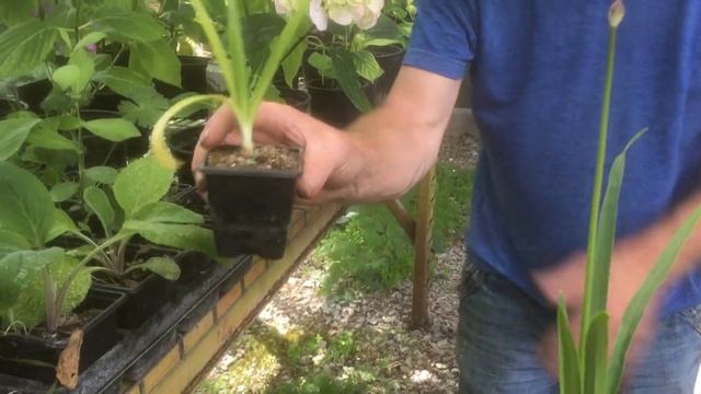 How To Grow Miniature Agapanthus Plants At Stinky Ditch Nursery