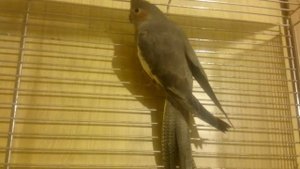 Корелла и Волнистый попугай в одной клетке .