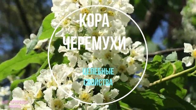 Черемуха лечит простуду, головную боль и депрессию. Полезные свойства цветов, коры, листьев и плодо