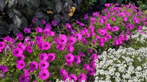 Vista Jazzberry Supertunia