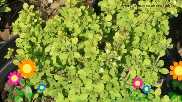 Барбарис тунберга Спешиал Голд. Краткий обзор, описание Berberis Thunbergii Special Gold